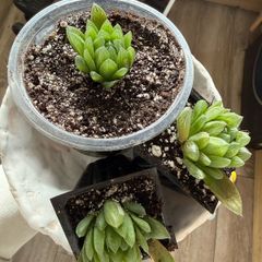 Succulents Haworthia