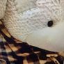 Large Dr. Bear (Grey) Large Teddy with Jacket. New . Image 2