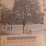 Trees of Trinity College Dublin TCD Botany Tercentenary Calender 2012 1711-2011 Collectors Item Rare Image 3