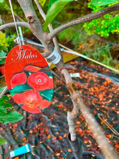 apple plants