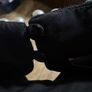 ladies dressy black velvet top embellish with faux pearls at neck q Image 4