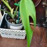 No.3 Monstera Burle Marx Flame Image 2