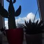cactus Image 3
