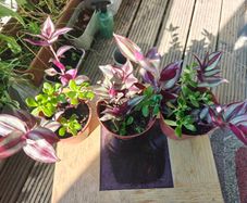 Trandescantia Pink and Portulaca Oleracea