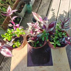 Trandescantia Pink and Portulaca Oleracea