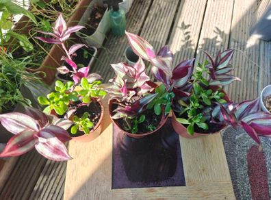 Trandescantia Pink and Portulaca Oleracea