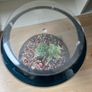 Fish Bowl Image 2