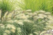 (G) Feathertop grass seeds 0.1g (414130)