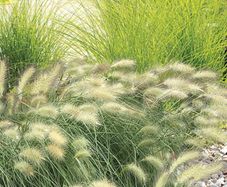(G) Feathertop grass seeds 0.1g (414130)