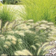 (G) Feathertop grass seeds 0.1g (414130)