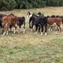 40 Hereford Bulls Image 5