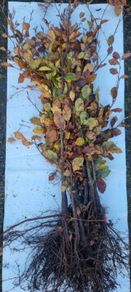 Bare root Hedges