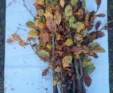 Bare root Hedges