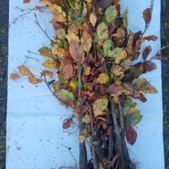 Bare root Hedges