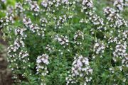 (T) Thyme seeds 0.2g (approx. 1000) (220328)