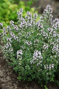 (T) Thyme seeds 0.2g (approx. 1000) (220328)