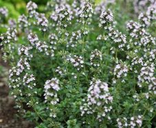 (T) Thyme seeds 0.2g (approx. 1000) (220328)