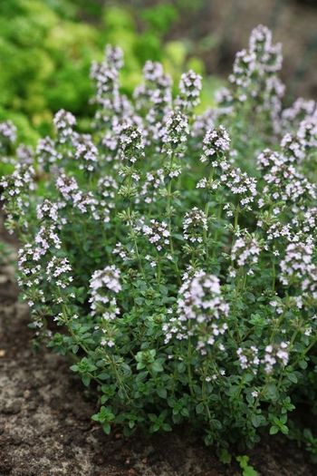(T) Thyme seeds 0.2g (approx. 1000) (220328)