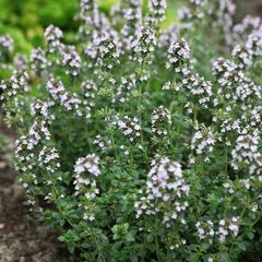 (T) Thyme seeds 0.3g (882945)