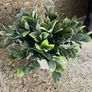 artificial plant in white pot home decor Image 3