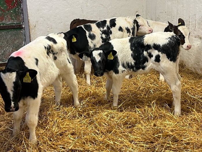 Super Belgian Blue & Charolais Bull Calves