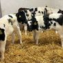 Super Belgian Blue & Charolais Bull Calves Image 5