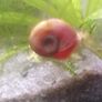Ramshorn snails and floating plants Image 4