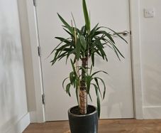 Large Multi-Stem Yucca Elephantipes Spineless Yucca