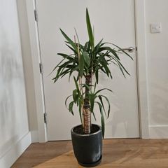 Large Multi-Stem Yucca Elephantipes Spineless Yucca