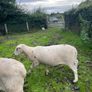 Rams Image 4