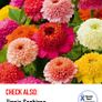 Over 25 types of Zinnia seeds from 1 euro Image 4