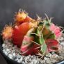 Gymnocalycium mihanovichii Image 3