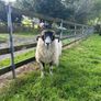 Swale hogget rams for sale Image 4