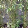 Bamboo plants Image 4