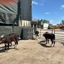 15 super Hereford reared heifers Image 2