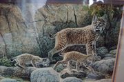 Lissa Calvert " BOBCAT and KITS"