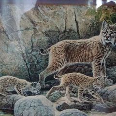 Lissa Calvert " BOBCAT and KITS"