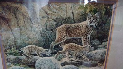Lissa Calvert " BOBCAT and KITS"