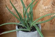 Aloe plant