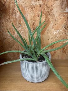 Aloe plant