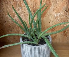 Aloe plant
