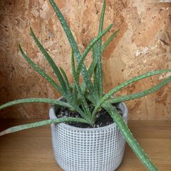 Aloe plant