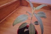 Plant (Mother of Millions)