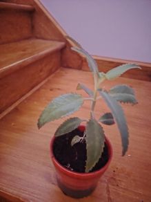 Plant (Mother of Millions)
