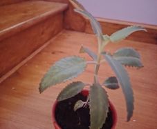 Plant (Mother of Millions)