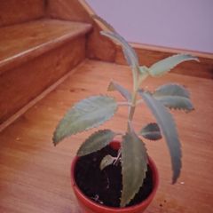 Plant (Mother of Millions)