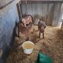 kid goats Image 4