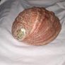 Beautiful Abalone shell Image 5