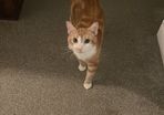 Orange Male Cat