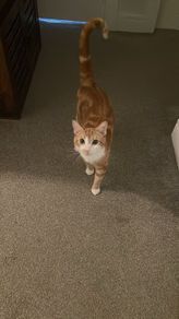 Orange Male Cat